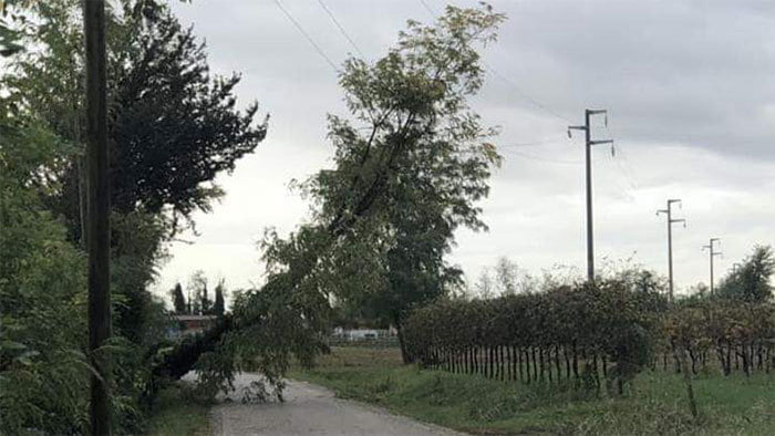 Mareno albero caduto