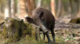 L’abbattimento del cinghiale causa una diminuzione della popolazione?