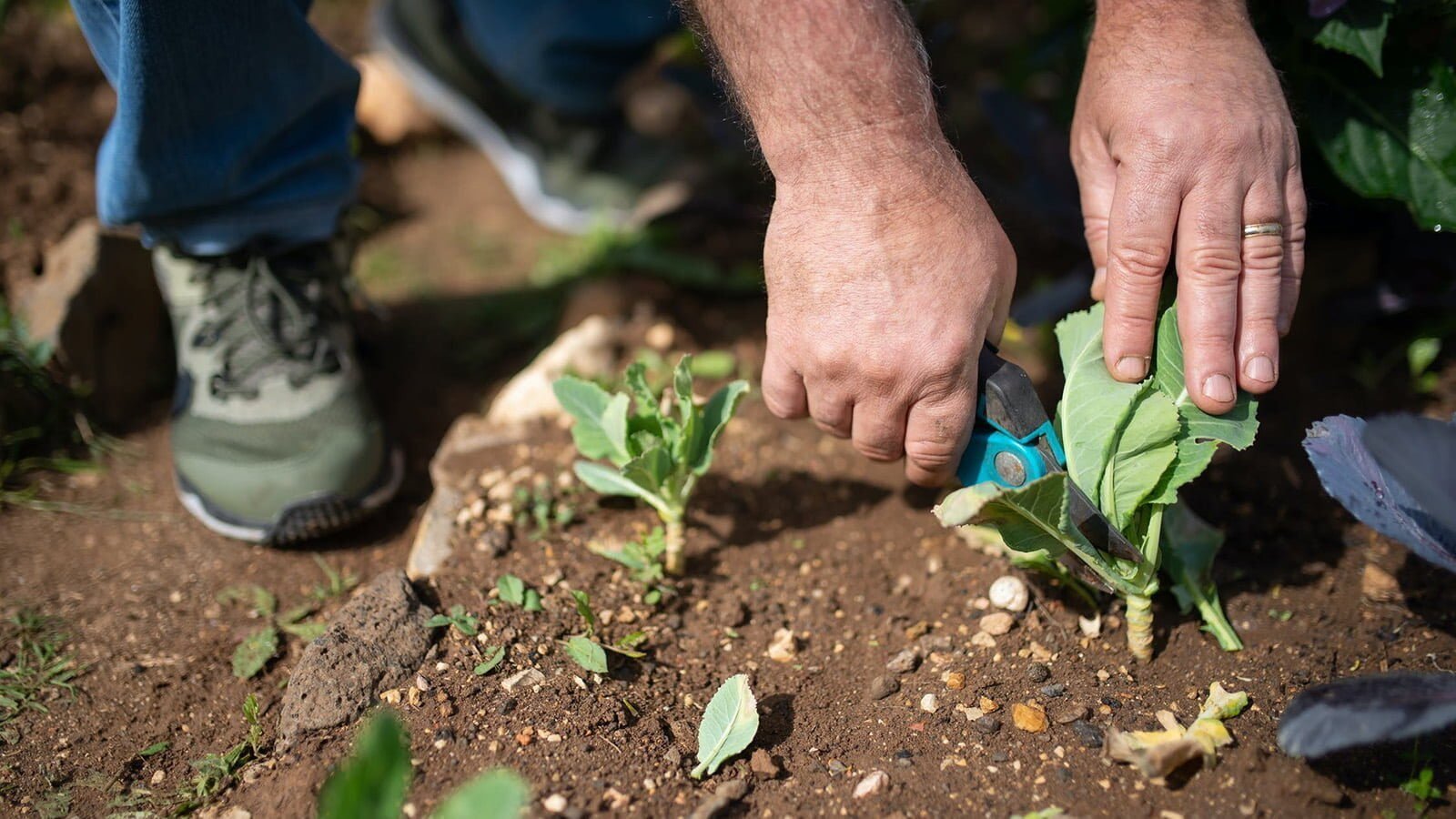 L’Amministrazione Comunale di Farra di Soligo ha organizzato, con inizio lunedì 28 marzo prossimo, il 2° corso di orticoltura “Come coltivare l’orto: dalla semina al raccolto”