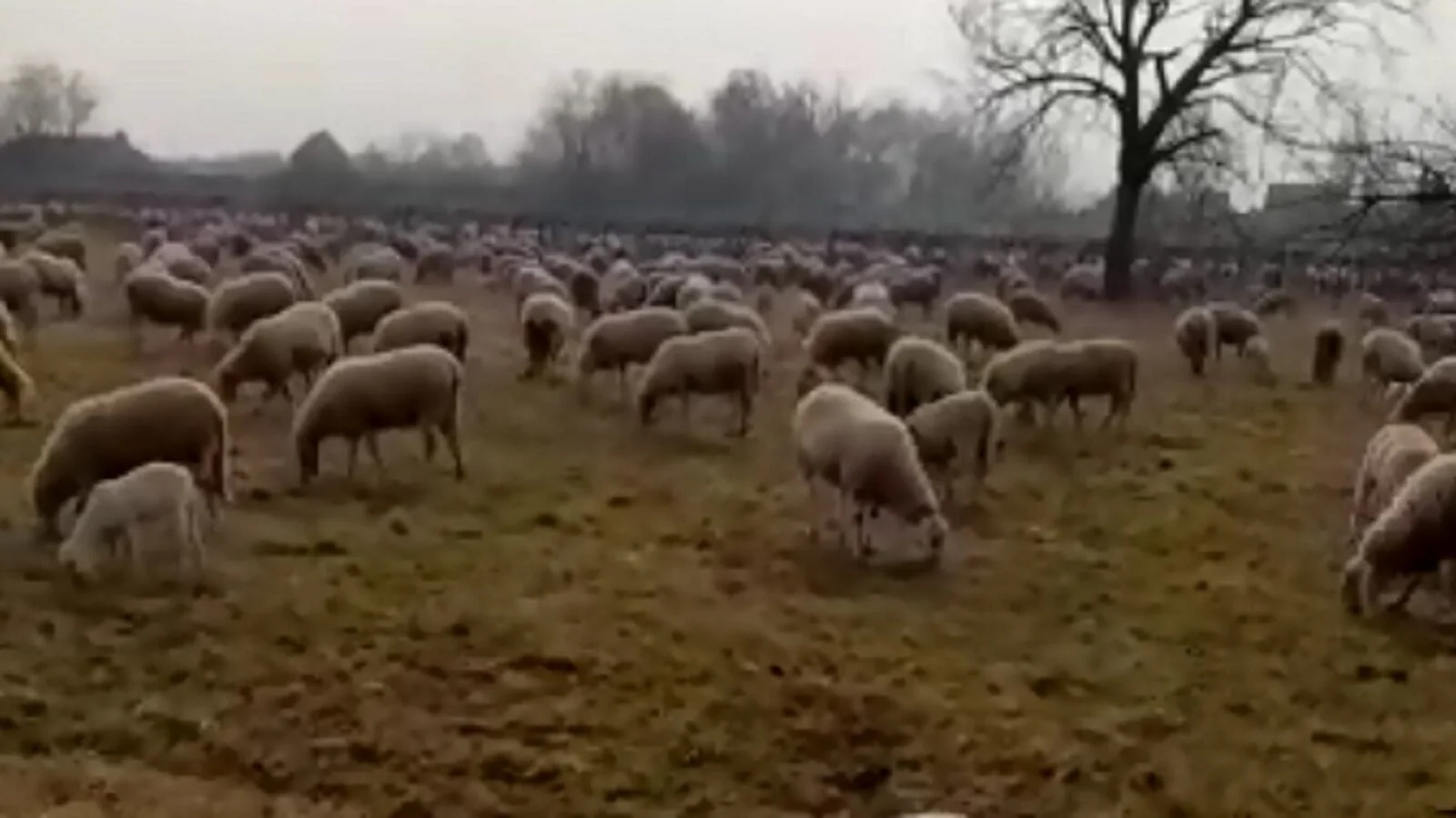 Circa 400 pecore sono transitate oggi nei campi di San Pietro di Feletto