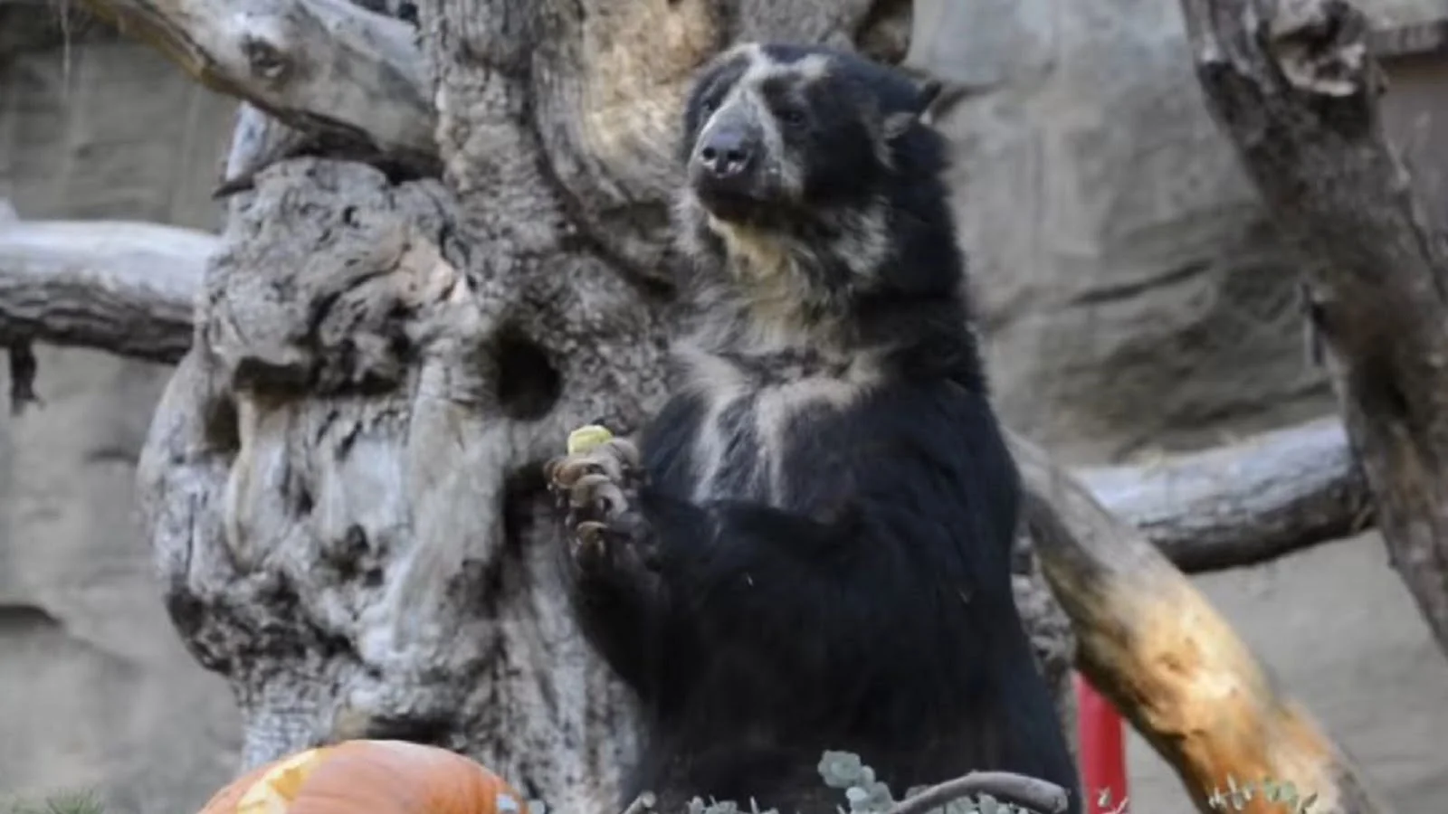 Il Parco Natura Viva di Bussolengo (Verona) ha perso l’ultimo esemplare di orso andino d’Italia