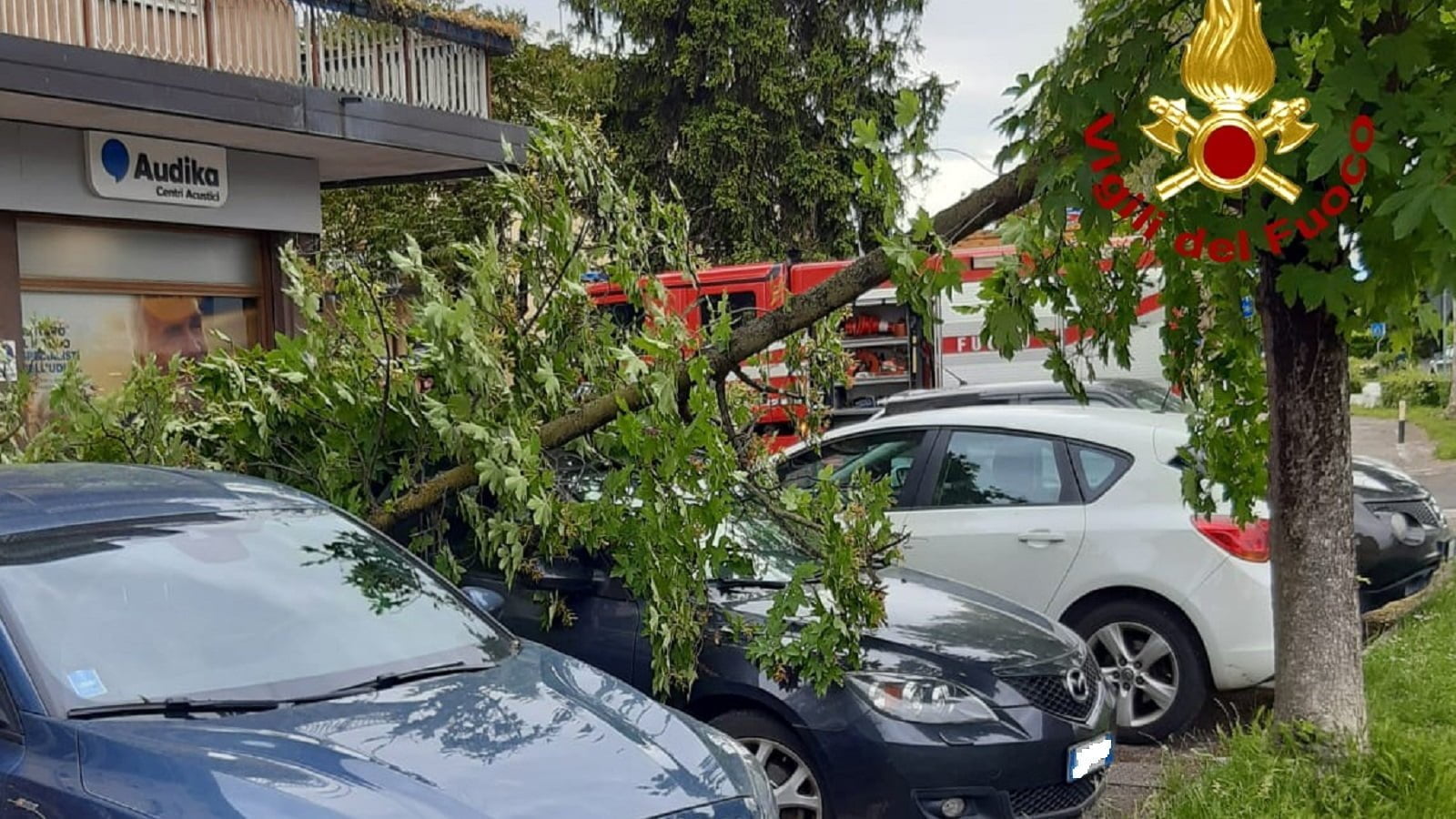 Intervento dei Vigili del fuoco a Oderzo per un ramo caduto sulle auto in sosta