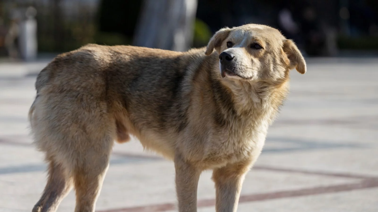 Sul bus con due grossi cani senza museruola inveisce contro l'autista: blitz a bordo della Polizia locale