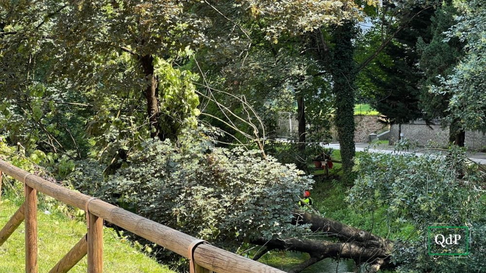 L'albero caduto a Treviso