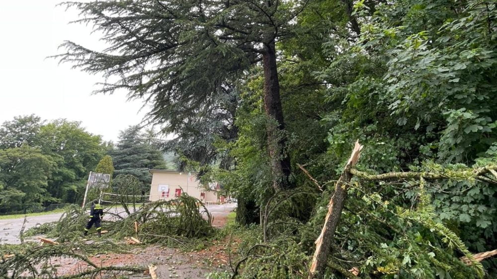 L'albero colpito da un fulmine a Valdobbiadene